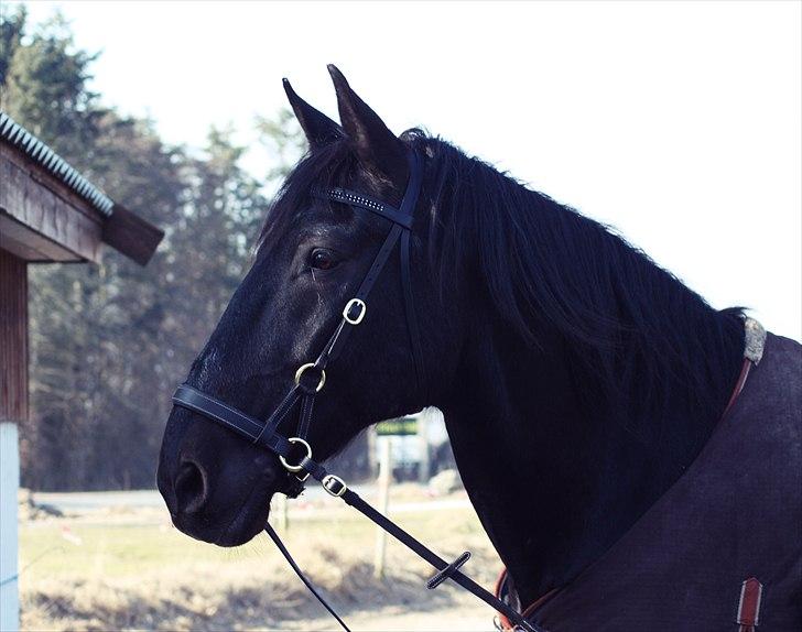 Anden særlig race Donhill  ( x-Part :'( ) - Min nye sidepull! :-) Lækre dreng - ! [ foto: KT-foto(mig) ] billede 13