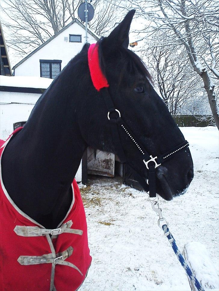 Anden særlig race Donhill  ( x-Part :'( ) - Han kan godt posere :D med min nye grime .. Eyes on him :D [ foto: KT-foto(mig ] billede 14