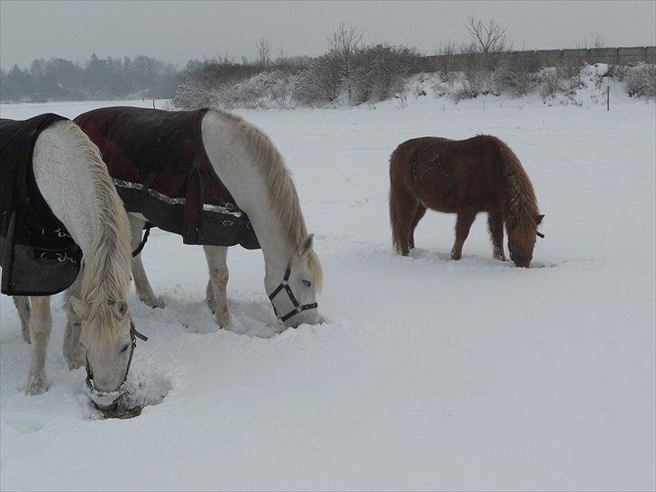 Connemara Vendelbo's Gypsy - Prins, Bonanza, Gypsy <3 billede 18