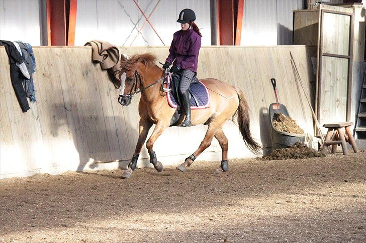 Hollandsk Sportspony Benny (GL PART) - © NB © billede 18