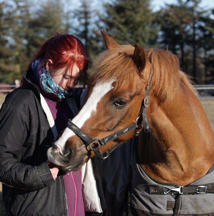 Hollandsk Sportspony Benny (GL PART) - © NB © billede 19