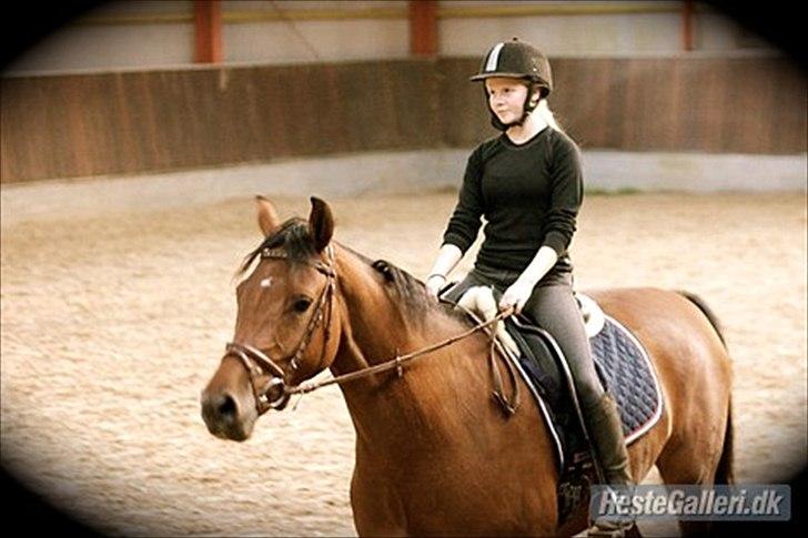 Hannoveraner Festina billede 8