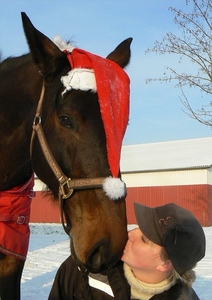 Anden særlig race Gillian (Solgt) - taget den 19 december 2010 - et lille julebillede:) billede 11