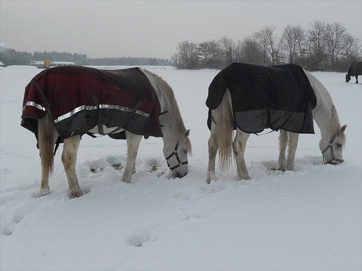 Connemara Vendelbo's Gypsy - Gypsy,Bonanza<3 billede 19