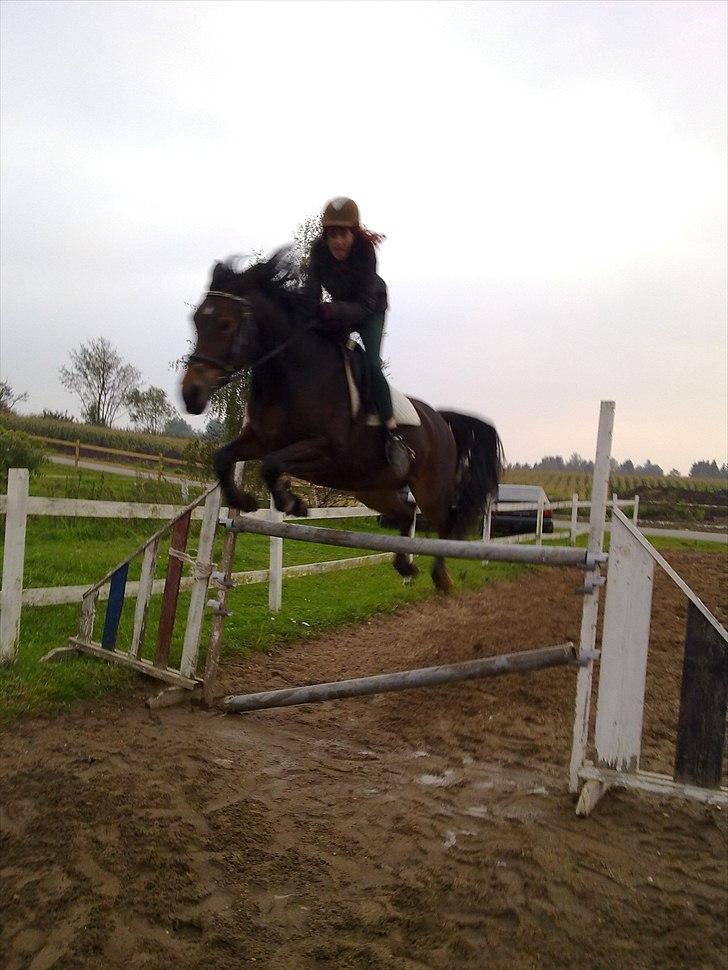 Anden særlig race Cleopratra (springer) billede 1