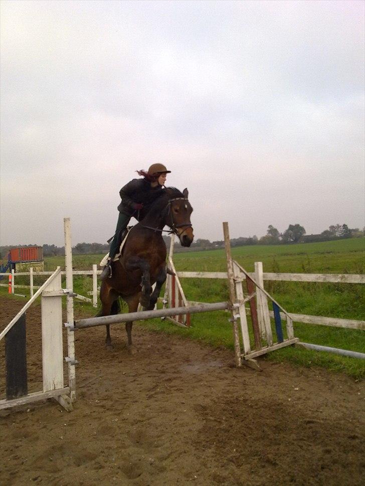 Anden særlig race Cleopratra (springer) billede 2