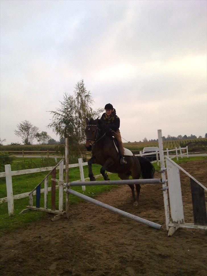 Anden særlig race Cleopratra (springer) billede 3