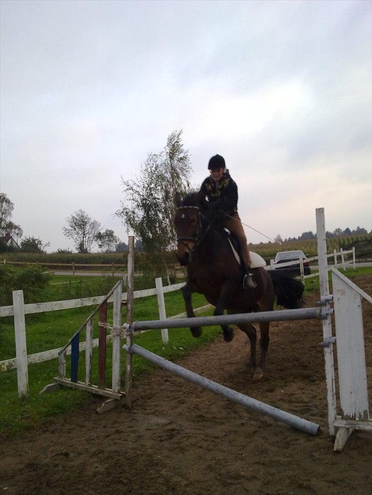 Anden særlig race Cleopratra (springer) billede 4