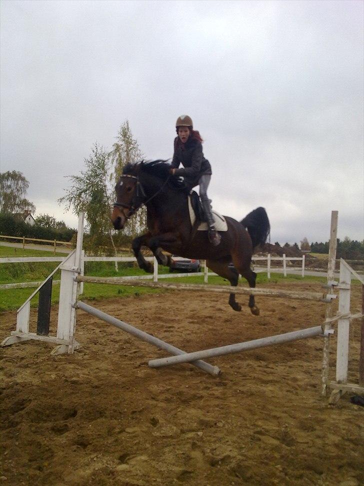 Anden særlig race Cleopratra (springer) billede 5