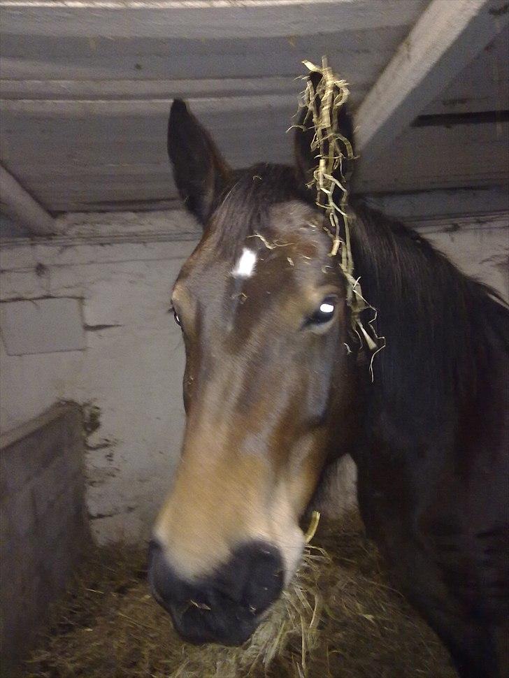 Anden særlig race Cleopratra (springer) billede 6