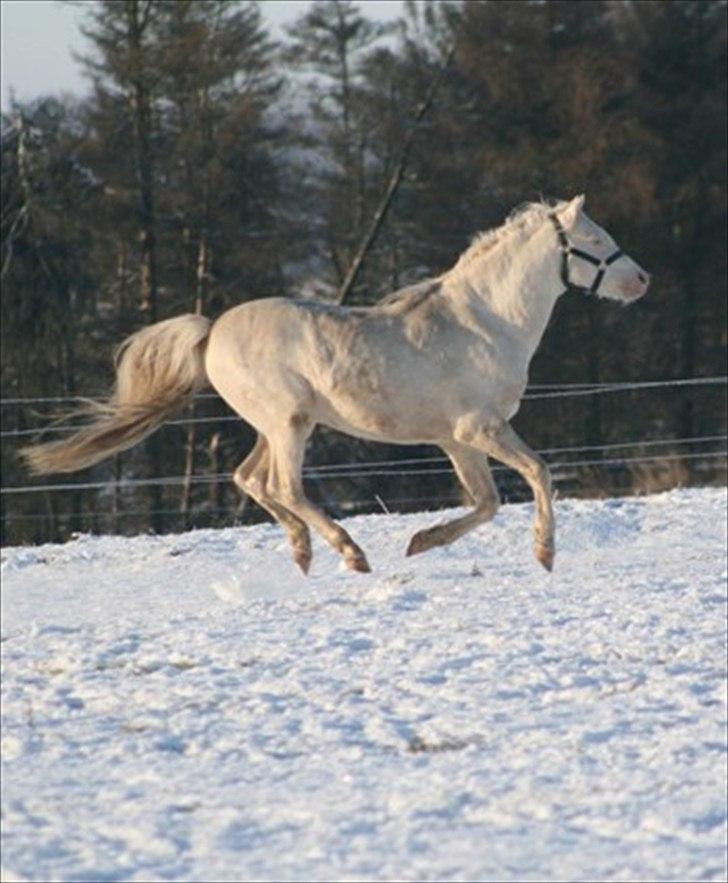 Welsh Pony (sec B) Låddenhøjs Inox - Avlshingst billede 9