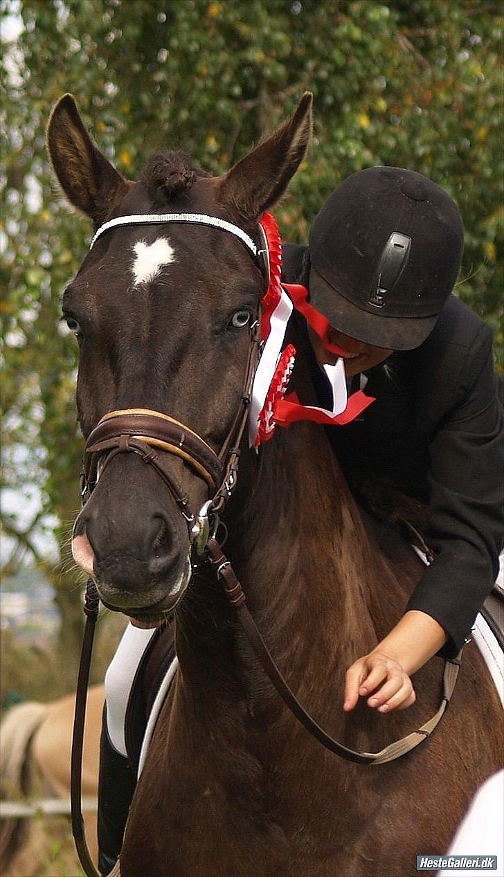 Koldblodstraver Don Diablo - Diablo med en af hans utallige sejre. billede 15