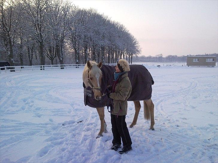 Anden særlig race pegasus billede 5