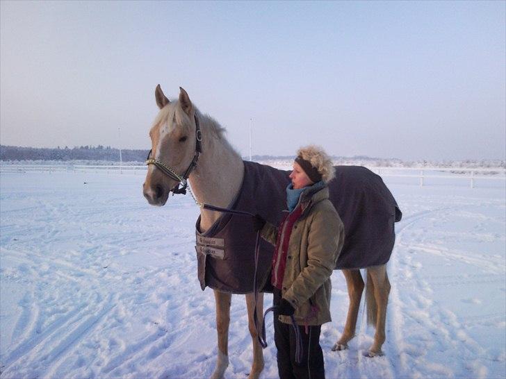 Anden særlig race pegasus billede 6