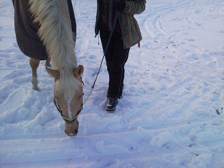 Anden særlig race pegasus billede 7