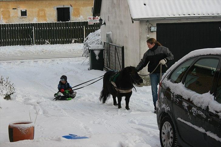 Dansk Miniature Pari Maluri (Silke) - Så fik vi en slæde bag silkepigen, og hun ikke så meget som vippede med øret - det gik bare derudaf billede 15