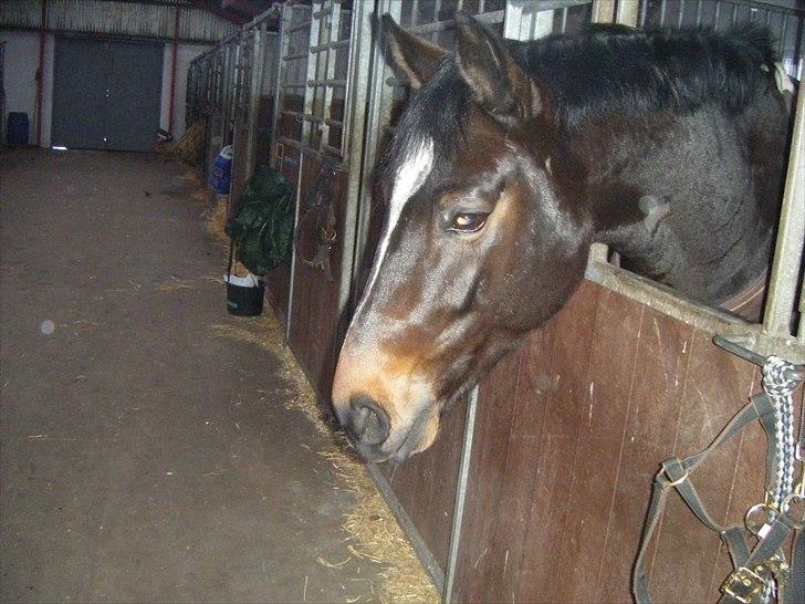 Dansk Varmblod Taarupgaards Cupid <3 billede 2