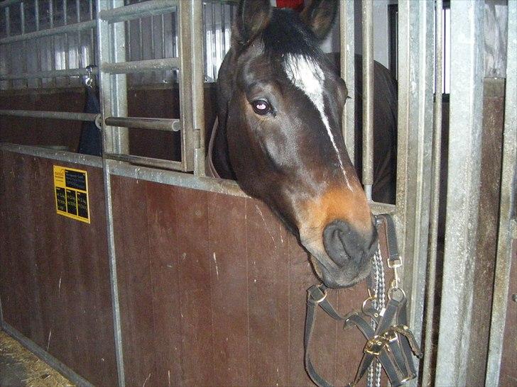 Dansk Varmblod Taarupgaards Cupid <3 billede 4