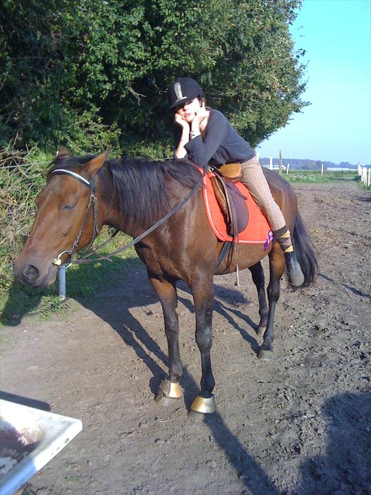 Traver Eline (solgt og savnet) - Eline er bare en rigtig dejlig hest :) billede 6