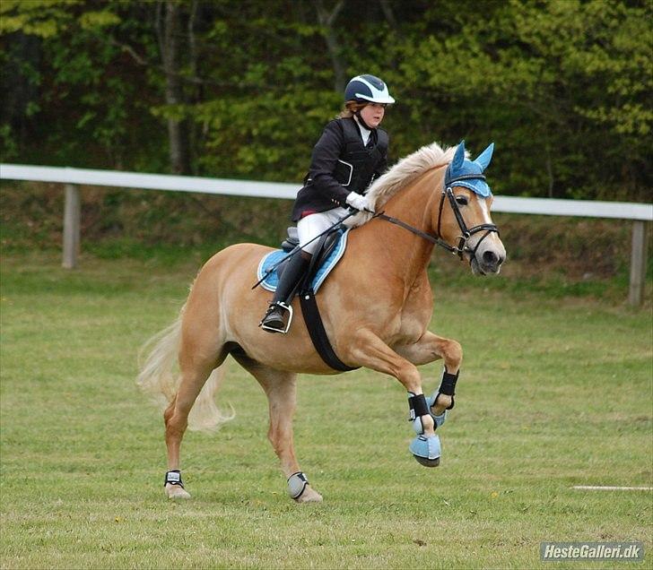 Haflinger Cirkeline<3 Solgt ): billede 13
