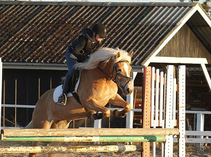 Haflinger Cirkeline<3 Solgt ): billede 14