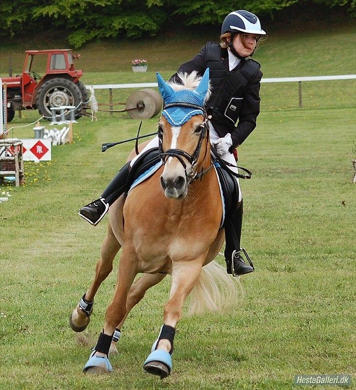 Haflinger Cirkeline<3 Solgt ): billede 16