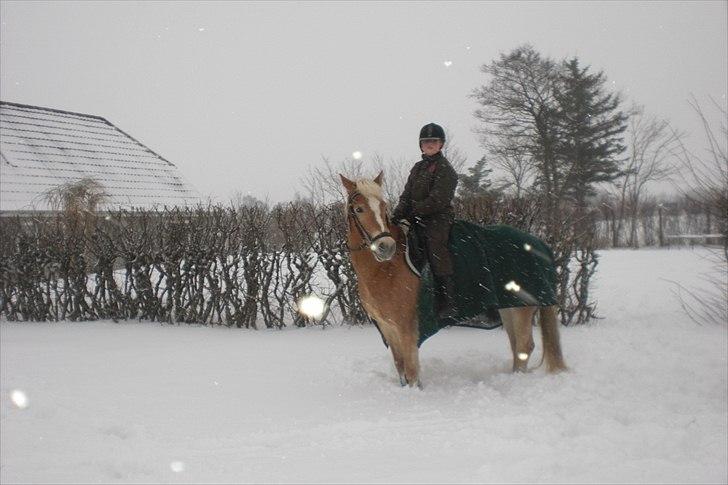 Haflinger Cirkeline<3 Solgt ): billede 18