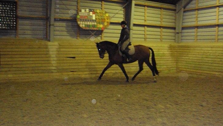 Dansk Varmblod Cairo T. billede 4