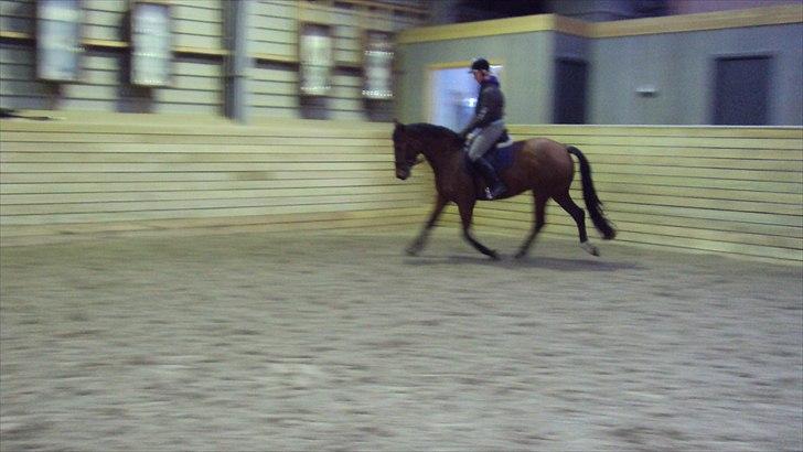 Dansk Varmblod Cairo T. billede 5