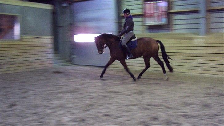 Dansk Varmblod Cairo T. billede 6