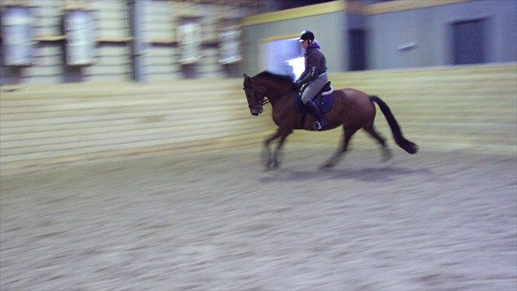 Dansk Varmblod Cairo T. billede 7