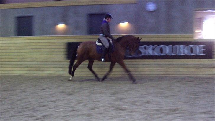 Dansk Varmblod Cairo T. billede 8