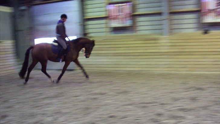 Dansk Varmblod Cairo T. billede 9