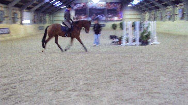 Dansk Varmblod Cairo T. billede 10