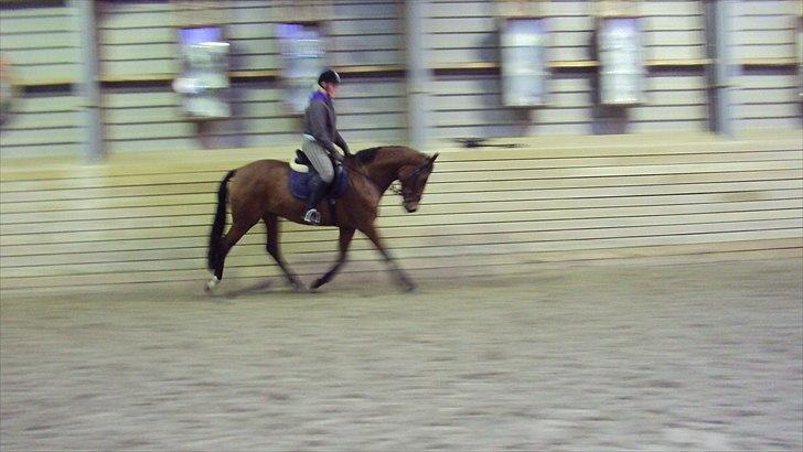 Dansk Varmblod Cairo T. billede 11