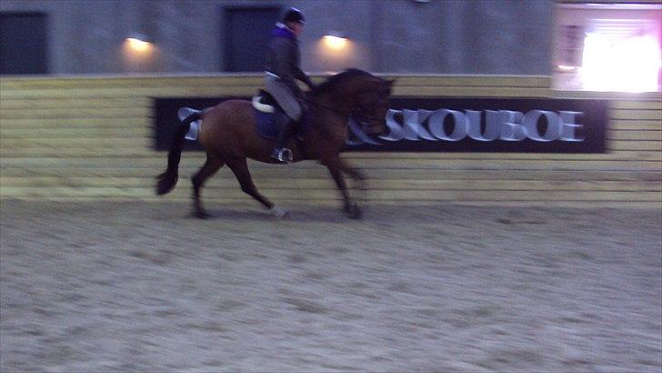 Dansk Varmblod Cairo T. billede 12