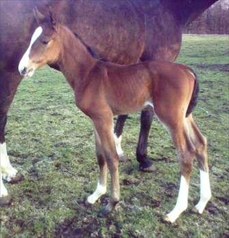 Dansk Varmblod LillestaruphøjsCassiopaia - Velkommen til Cassiopaias del af profilen. billede 2