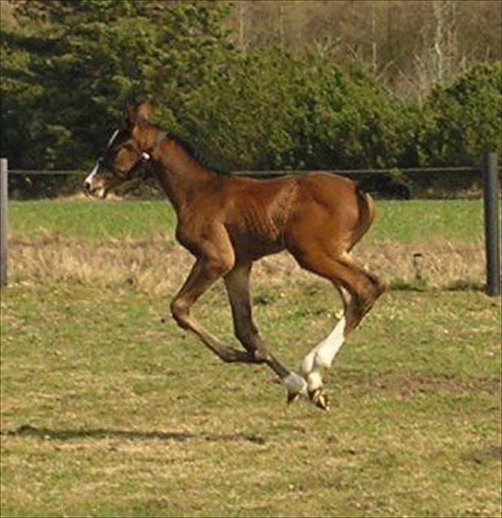 Dansk Varmblod LillestaruphøjsCassiopaia billede 3
