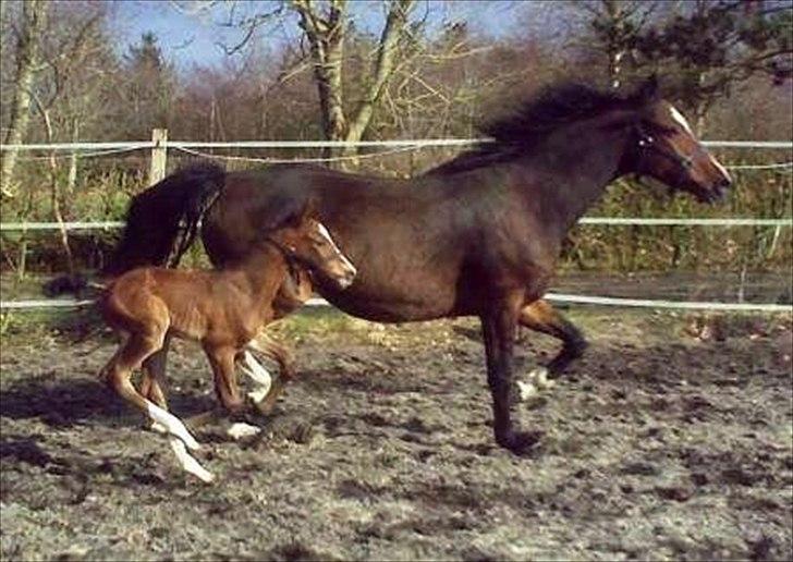 Dansk Varmblod LillestaruphøjsCassiopaia billede 4