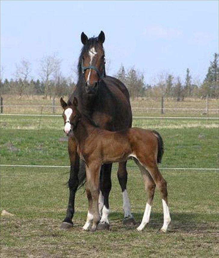 Dansk Varmblod LillestaruphøjsCassiopaia - Så ka du kalde mig "Champiooon!" billede 5