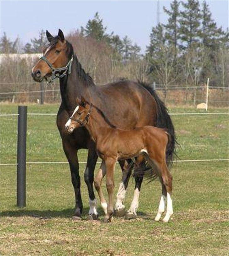 Dansk Varmblod LillestaruphøjsCassiopaia billede 6