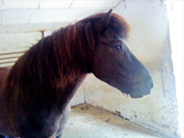 Islænder Illur fra Reskelund2  billede 18