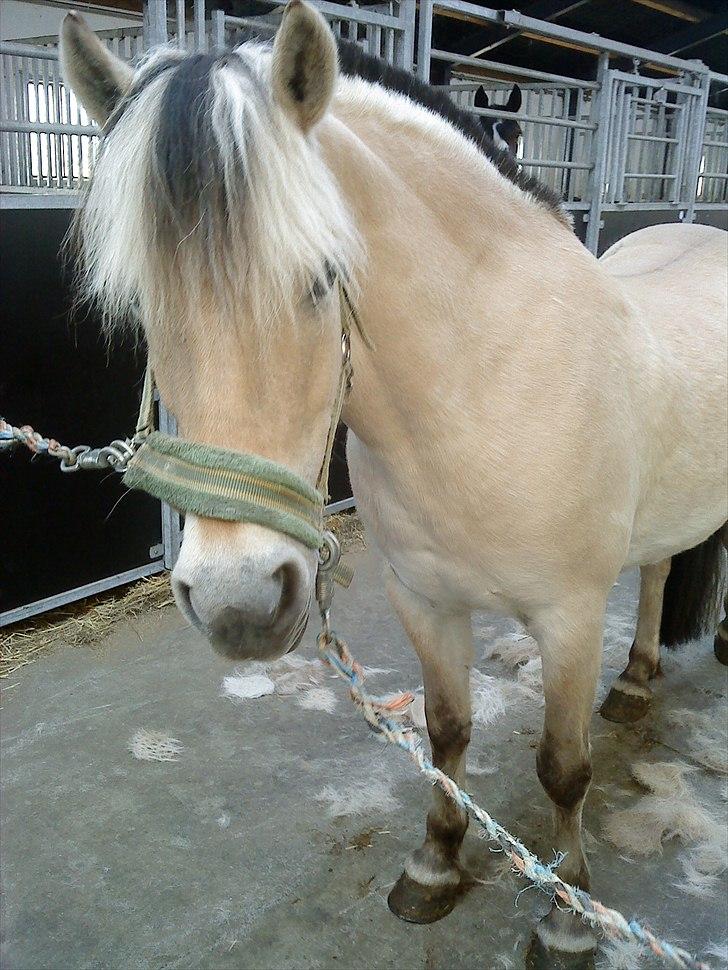 Fjordhest Myrna - Myrna billede 1