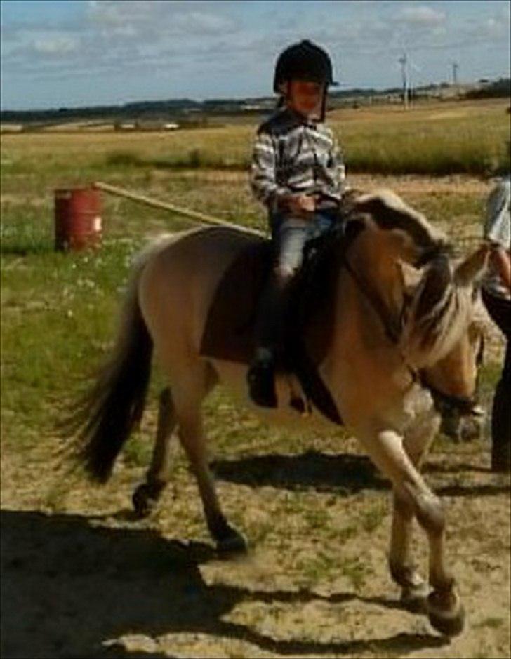 Fjordhest Myrna - min søn Rasmus og myrna billede 2
