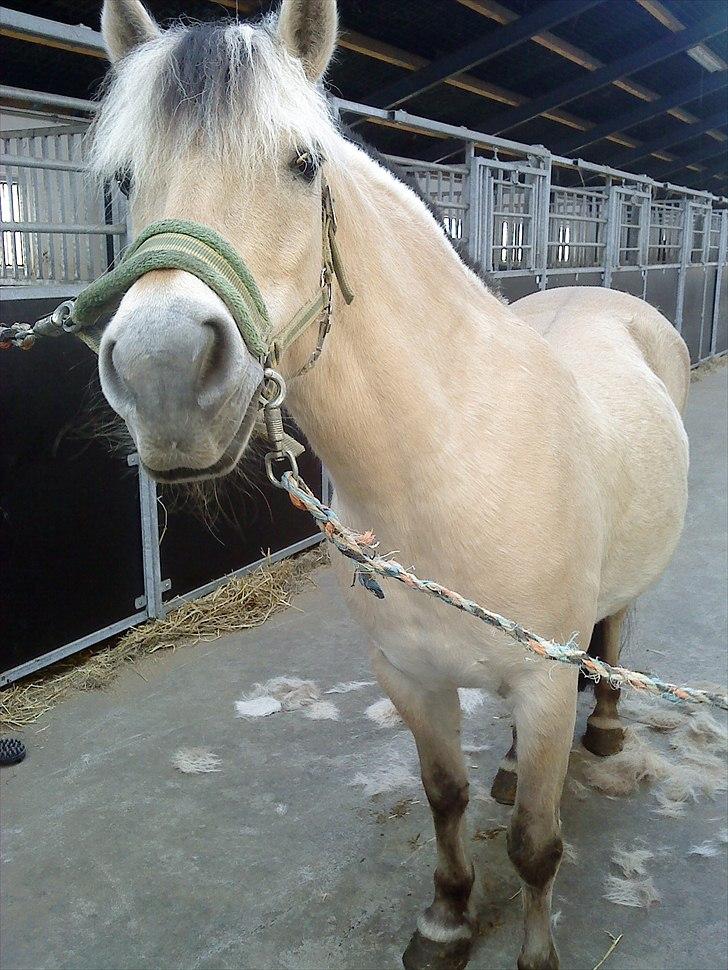 Fjordhest Myrna - kan man få nogle guffer, jeg er klar :) billede 3