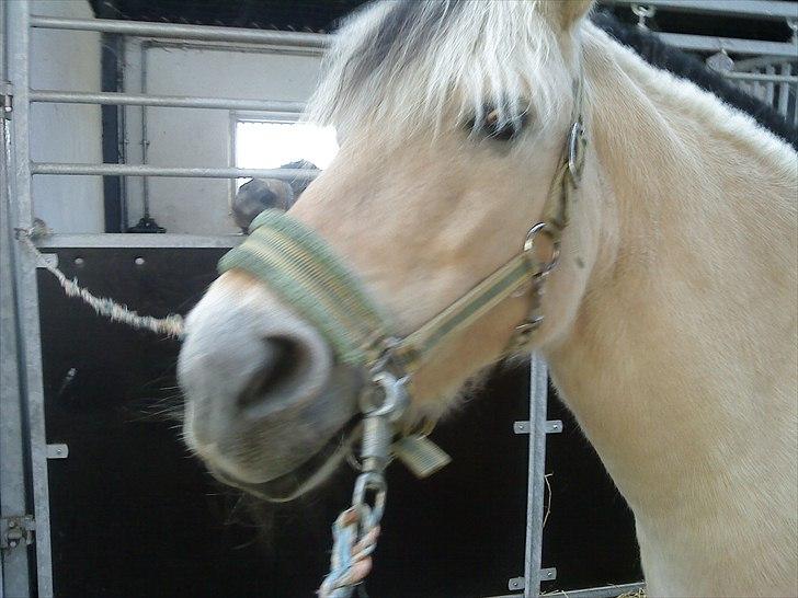 Fjordhest Myrna - charme og selvtillid billede 4