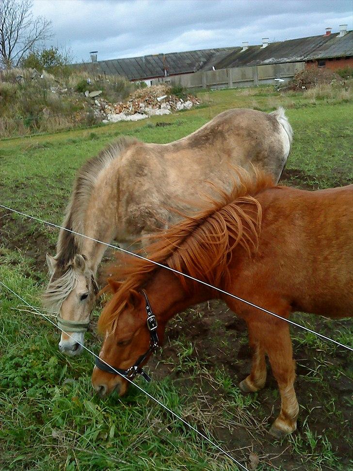 Fjordhest Myrna - Myrna og min anden pony Buller billede 5