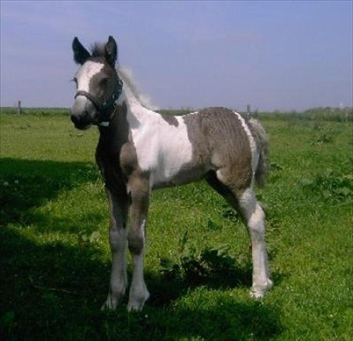 Tinker Royal Sascha - En ikke ret gammel Sascha billede 16