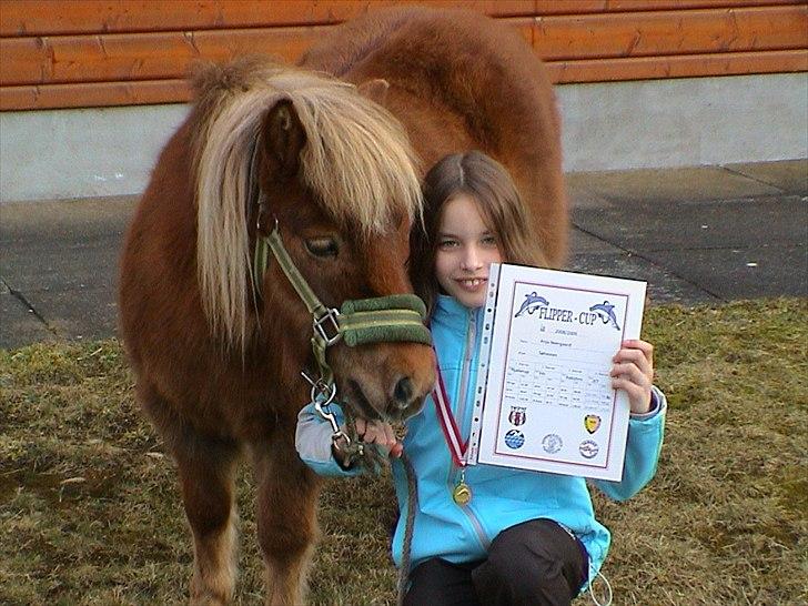 Shetlænder Sigurd billede 2