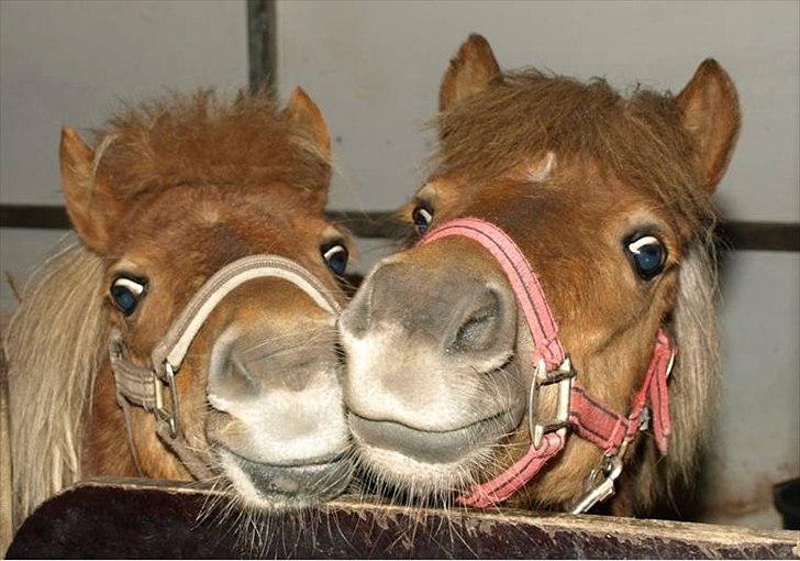 Shetlænder Sigurd billede 3